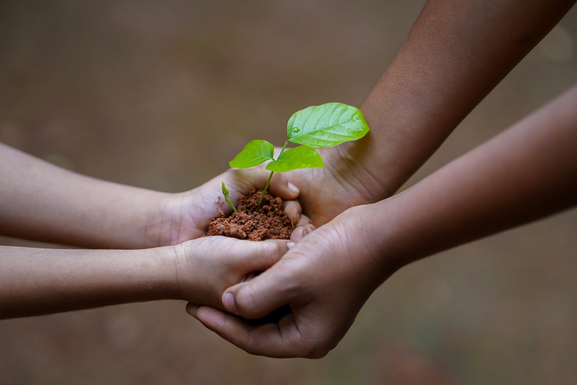 Image of Hands Holding Seedling